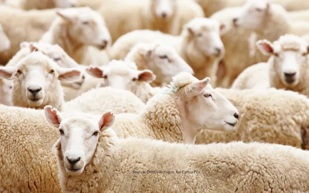 What Is Herd Mentality And How Does It Affect Us? | Exceptional Futures