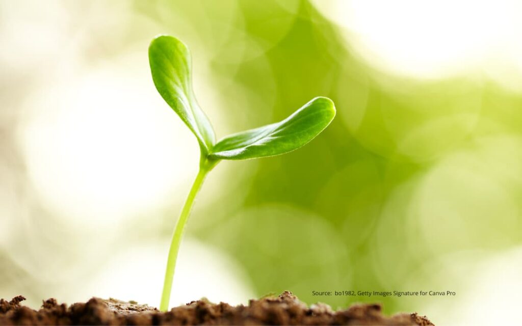 Image of a sprout to illustrate a blog post discussing how to reinvent yourself.